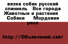 вязка собак русский спаниель - Все города Животные и растения » Собаки   . Мордовия респ.